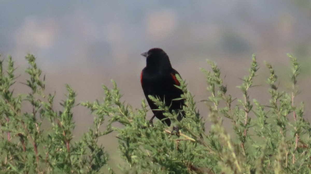 Red-winged Blackbird (Mexican Bicolored) - ML504513791