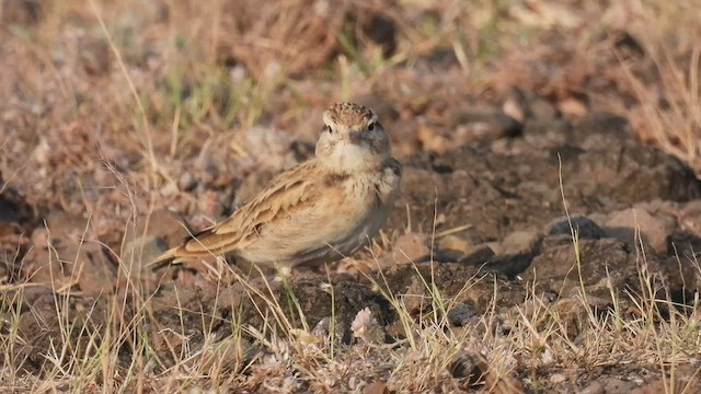 Mongolian Short-toed Lark - ML504514011