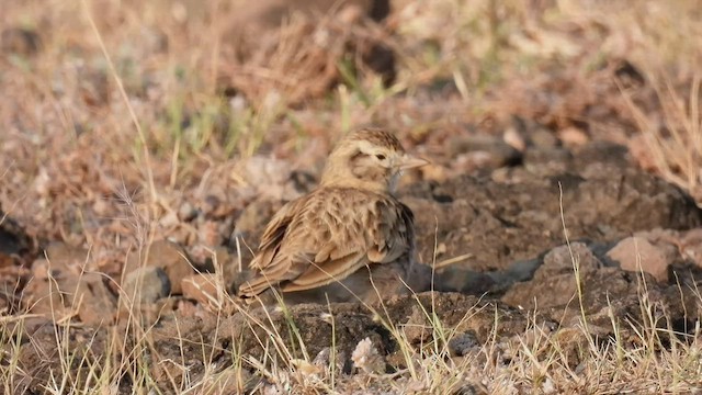 Mongolian Short-toed Lark - ML504514971