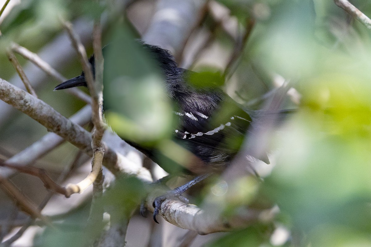 Serra Karıncakuşu (littoralis) - ML504515111