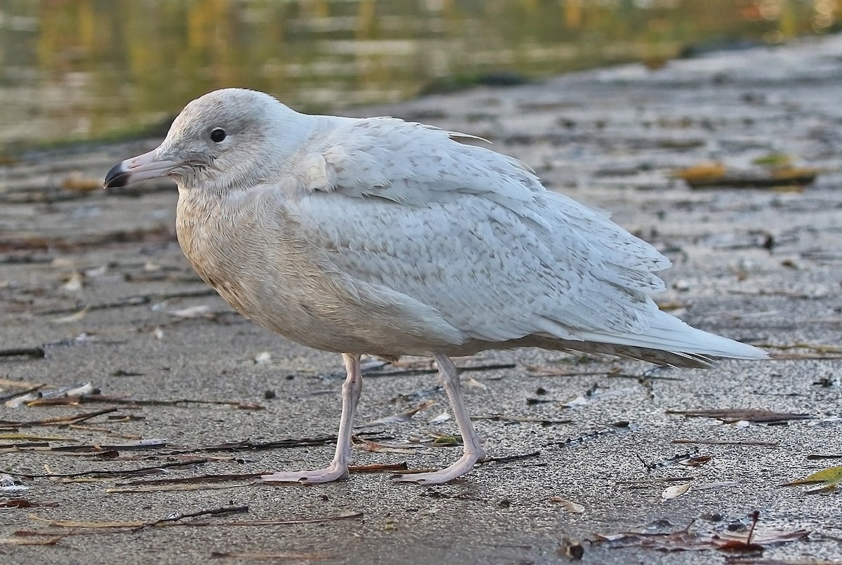 Glaucous Gull - Trevor Ellery