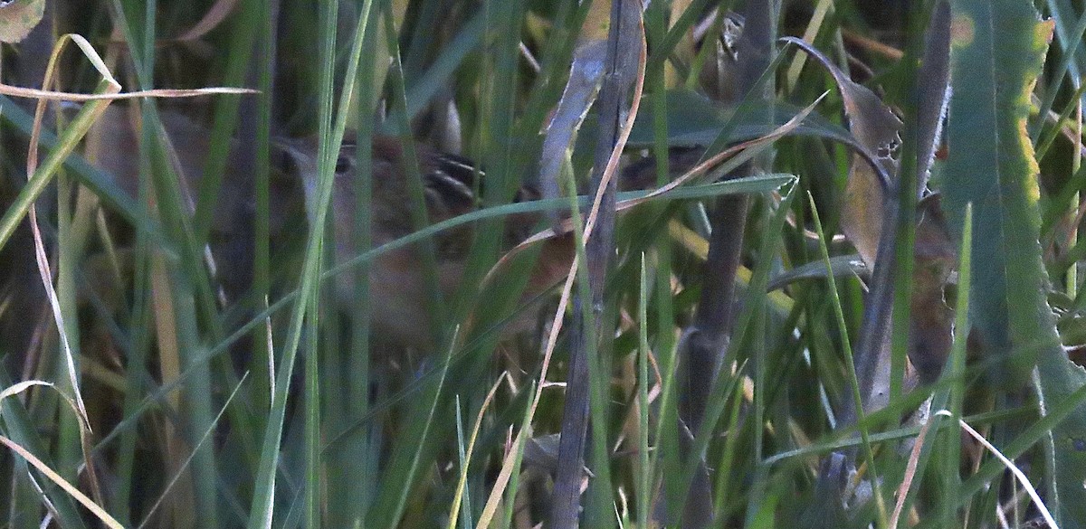 Grass Wren (Northern) - ML504515551