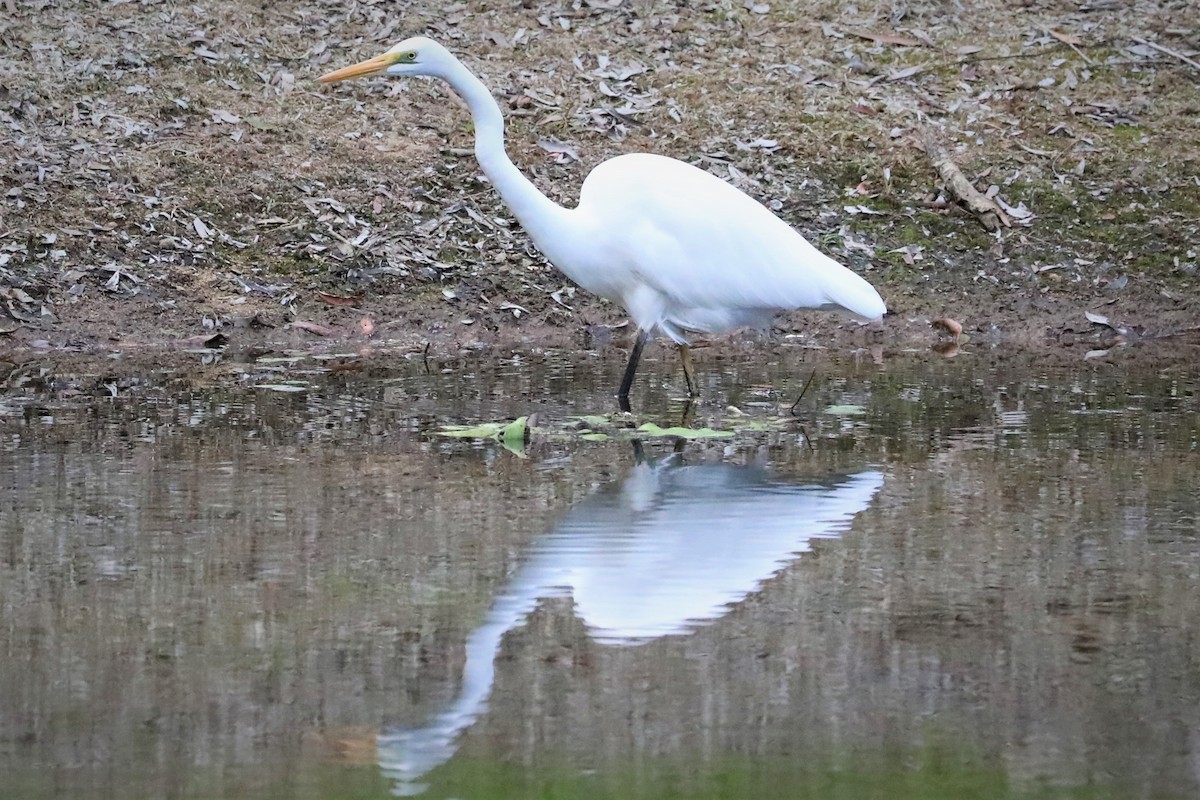 Great Egret (modesta) - ML504516481