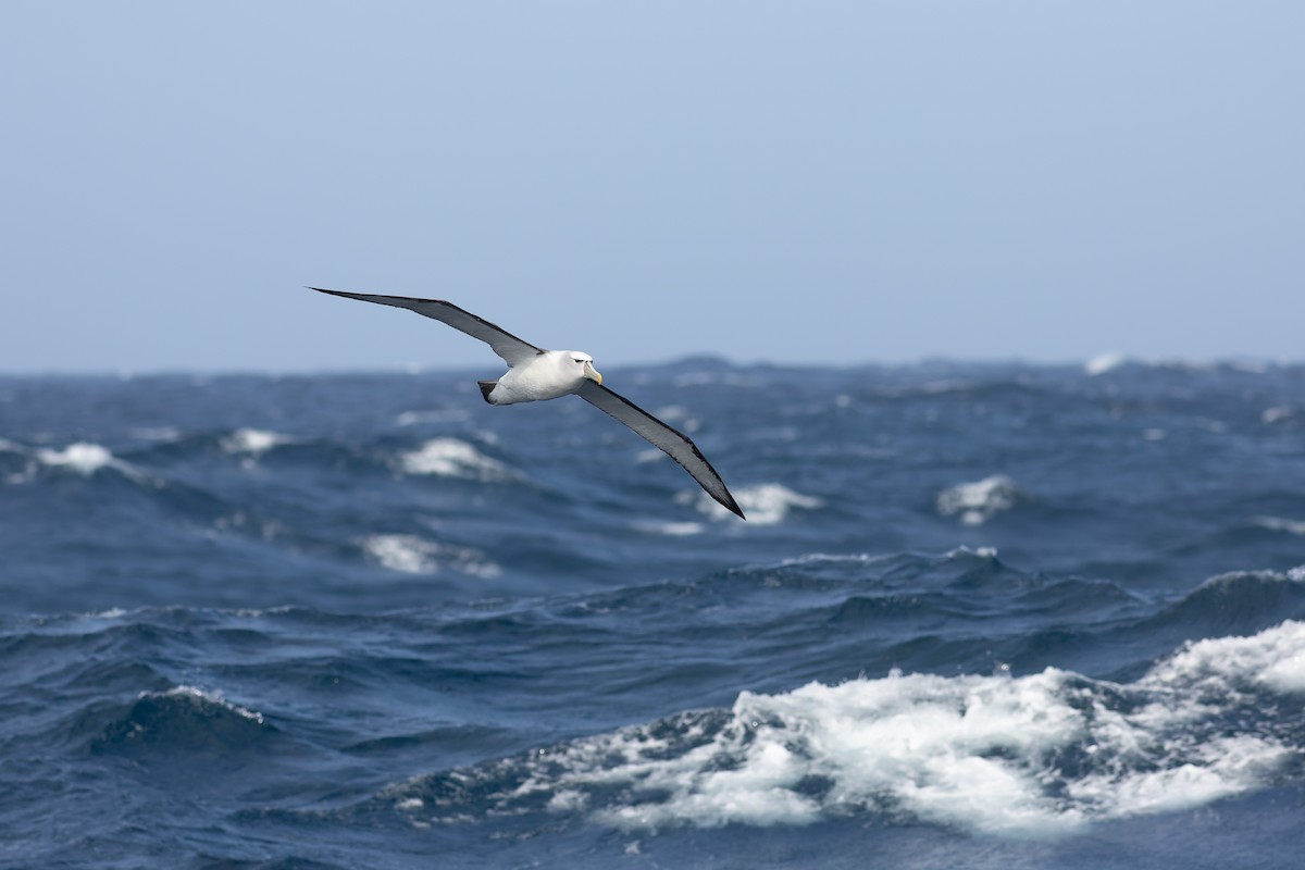 White-capped Albatross - ML504518521