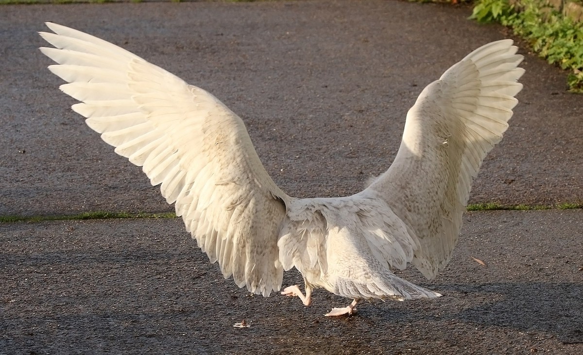 Glaucous Gull - ML504519261