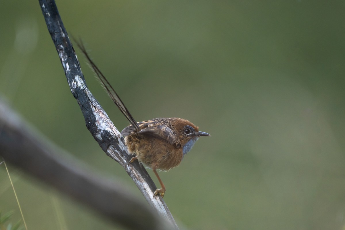 pokřováček vláknoocasý - ML504520041