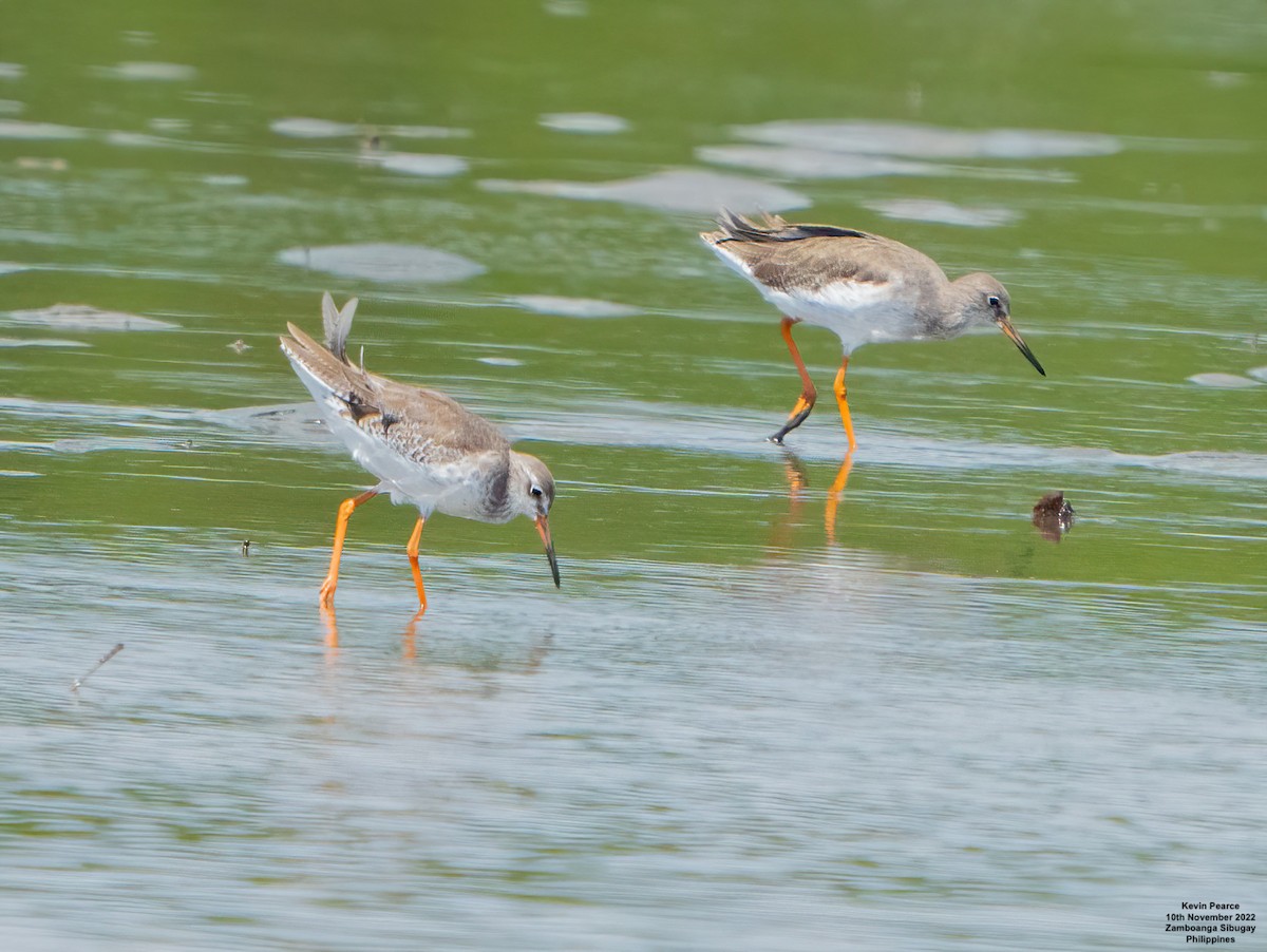 Common Redshank - Kevin Pearce