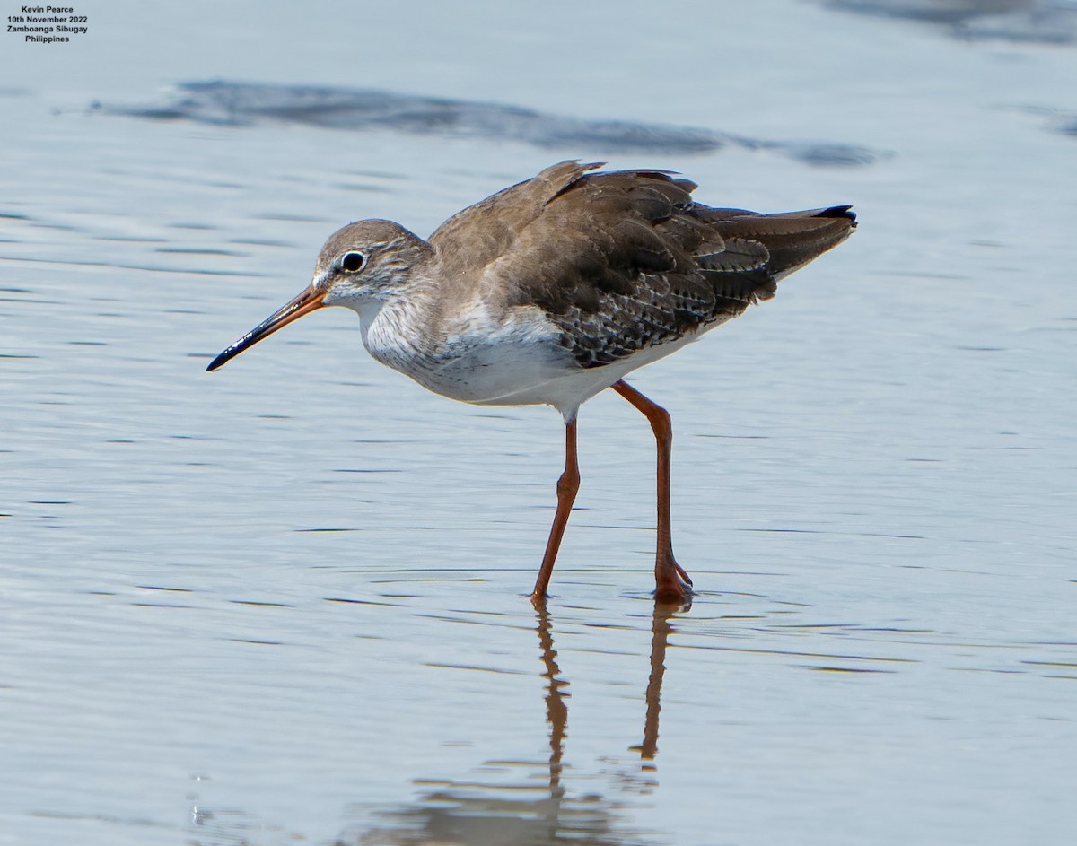 Common Redshank - Kevin Pearce