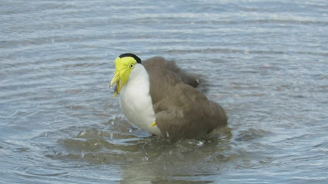 Masked Lapwing - ML504523671