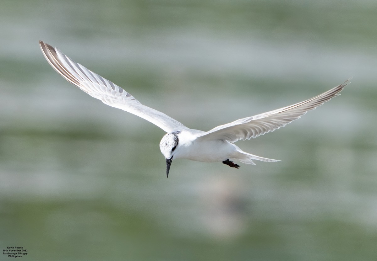 Whiskered Tern - Kevin Pearce