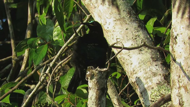 Victoria's Riflebird - ML504524641