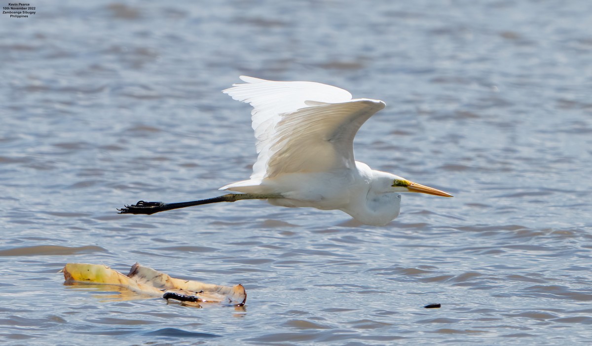 Great Egret - Kevin Pearce