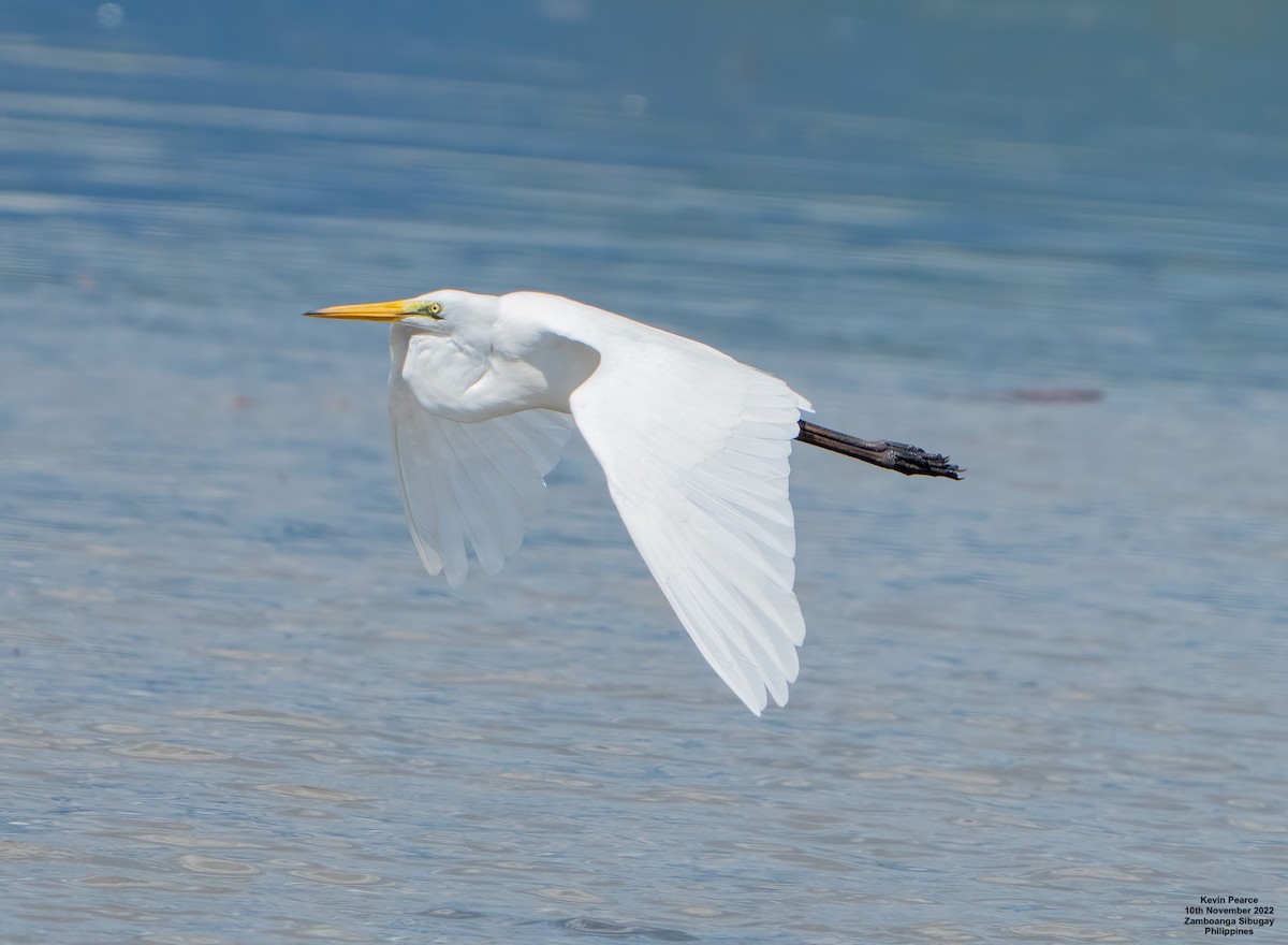 Great Egret - Kevin Pearce