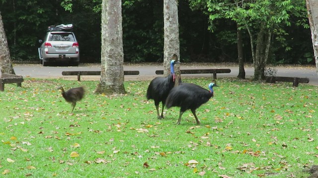 Southern Cassowary - ML504525561