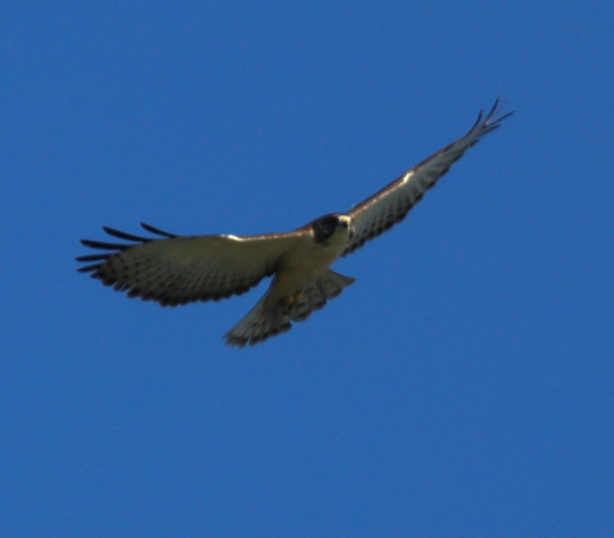 Short-tailed Hawk - ML504526591