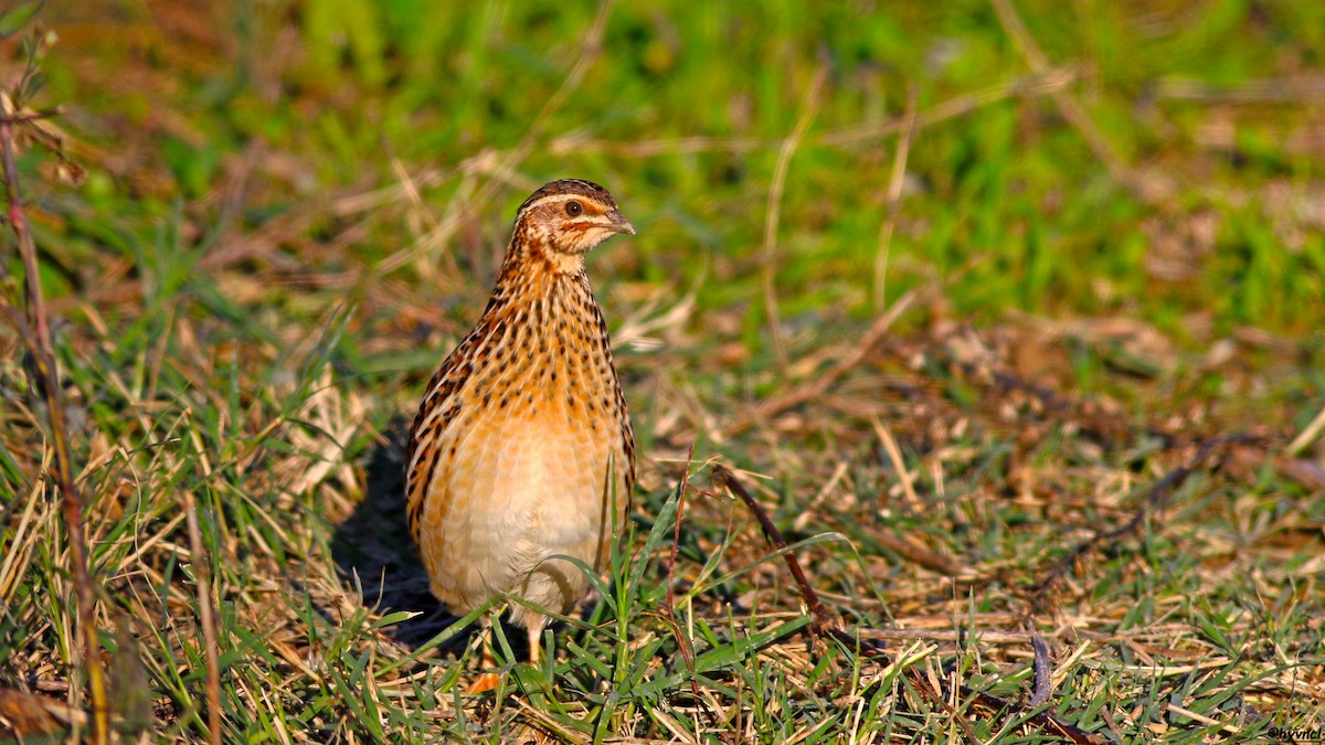 Common Quail - ML504527211