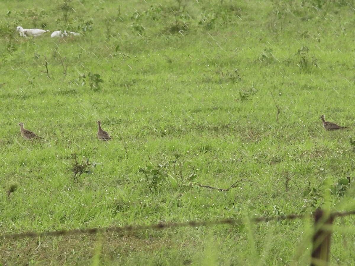 Little Curlew - ML504527341