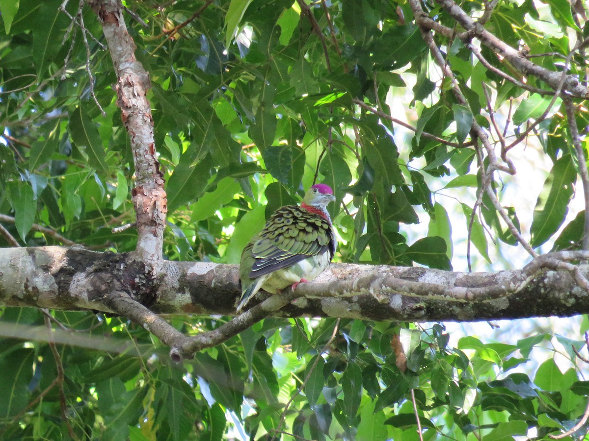 Superb Fruit-Dove - Craig Caldwell