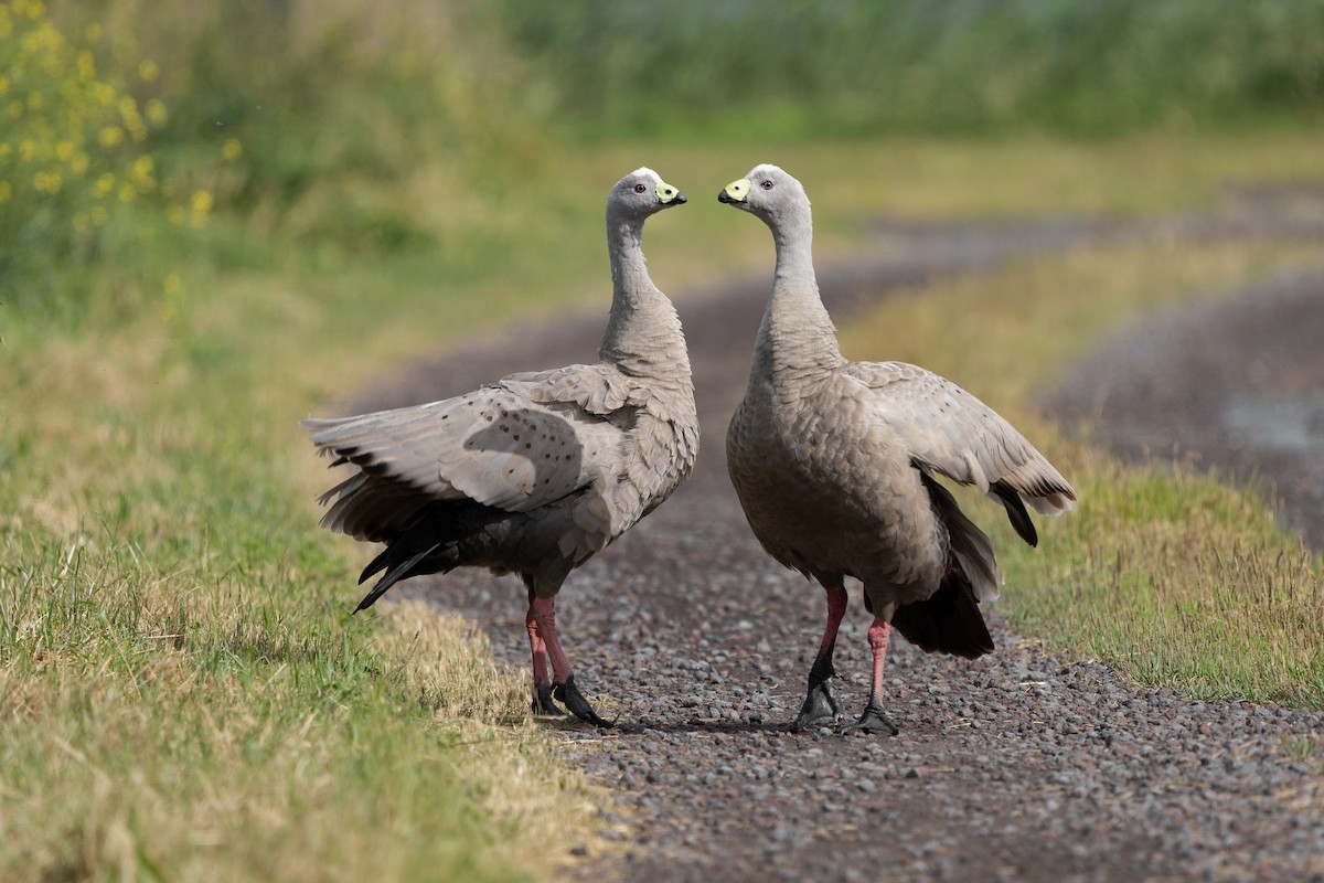 husa kuří - ML504527641