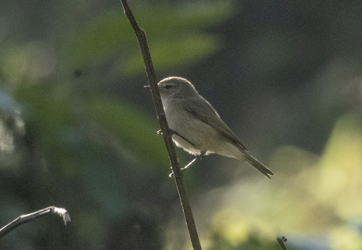 budníček menší - ML504528251