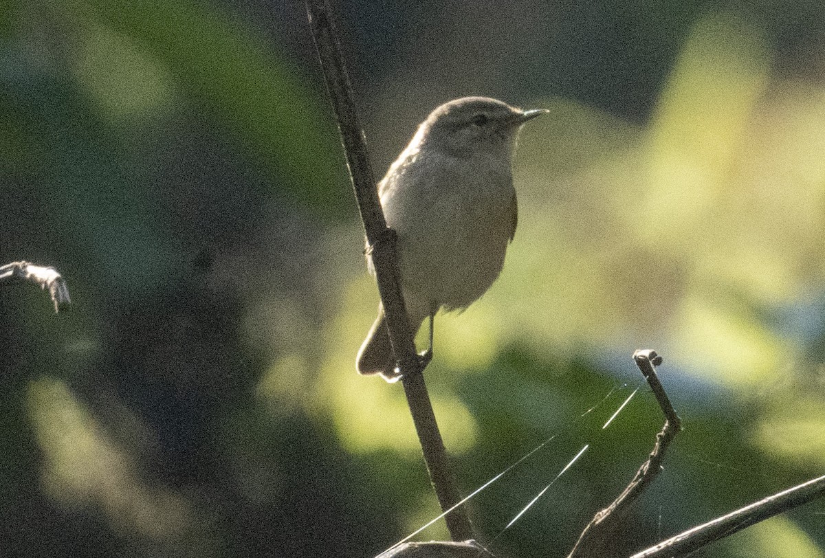 Common Chiffchaff - ML504528261
