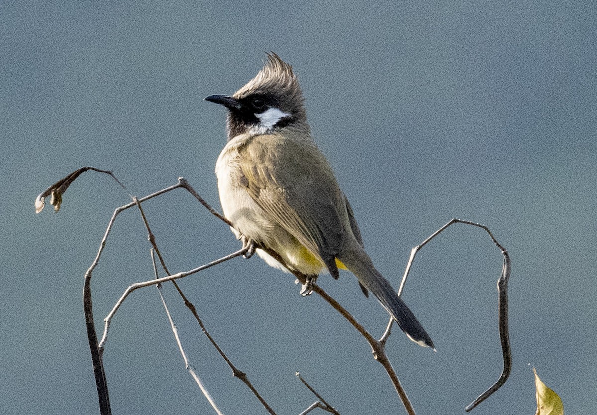 Himalayan Bulbul - ML504528501
