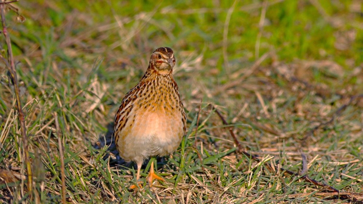 Common Quail - ML504530181