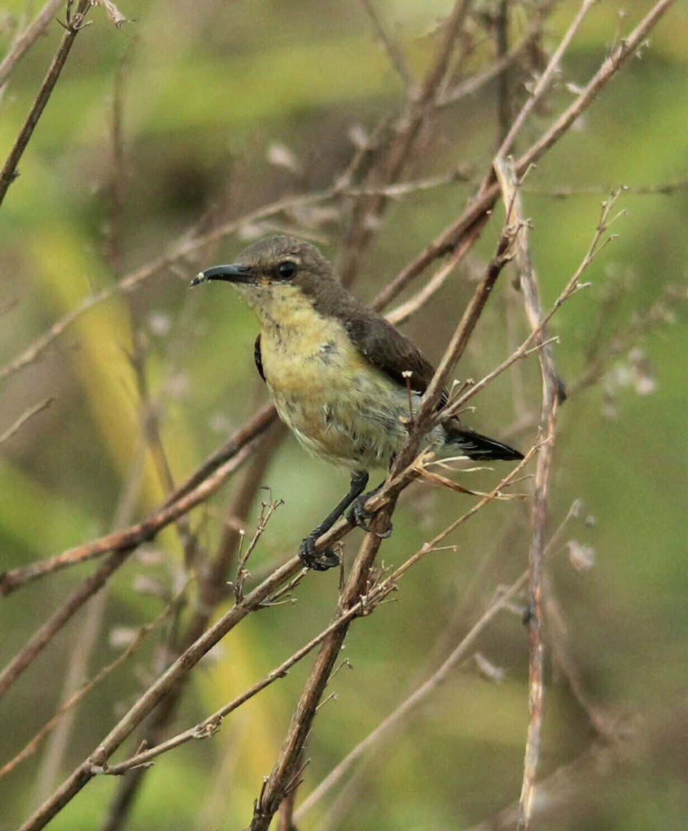 Purple Sunbird - PRABHAKAR GUJJARAPPA