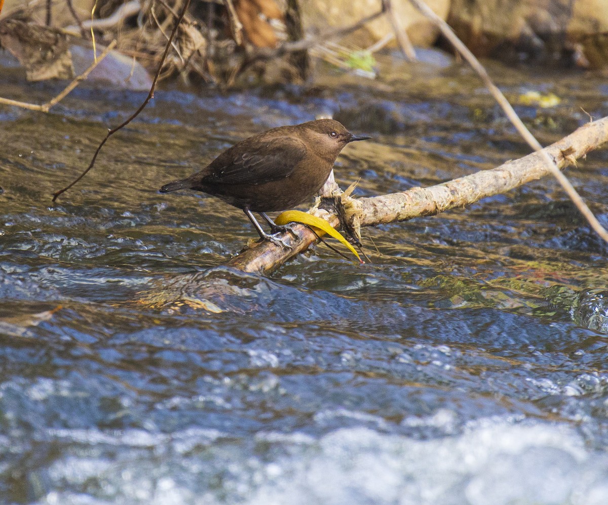 Brown Dipper - ML504530281