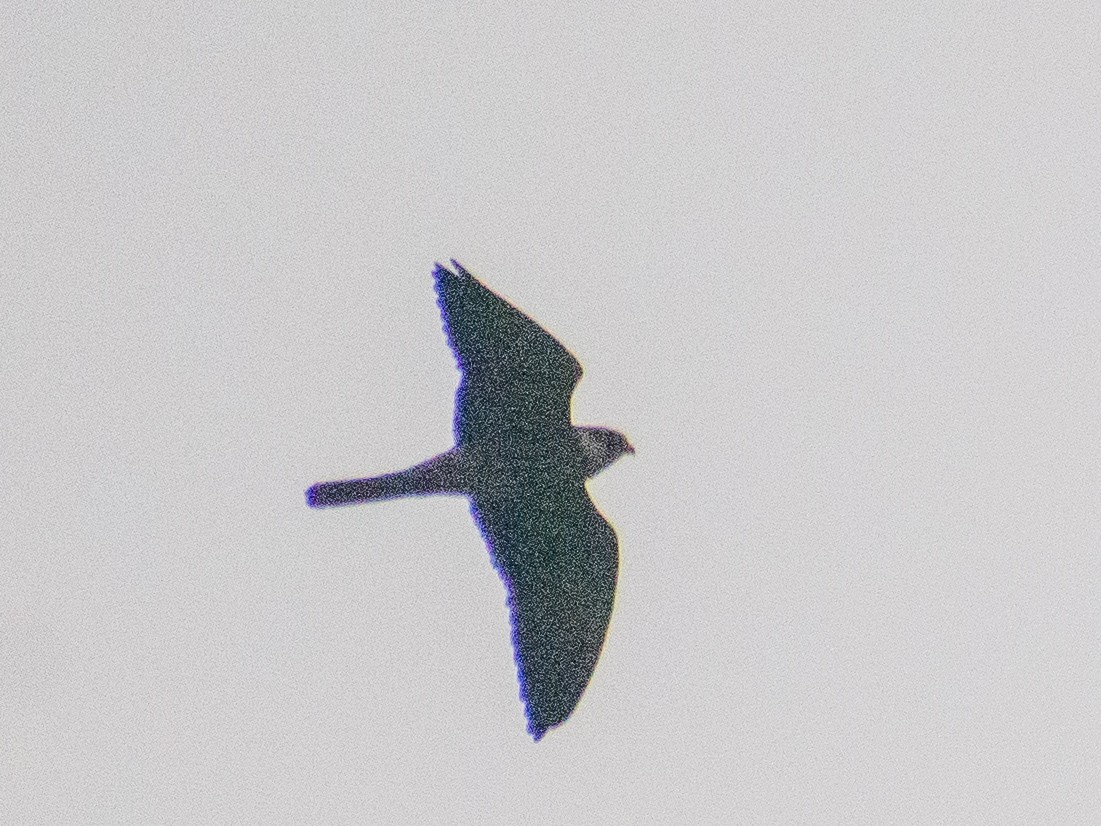 Amur Falcon - Santhosh Kallingal