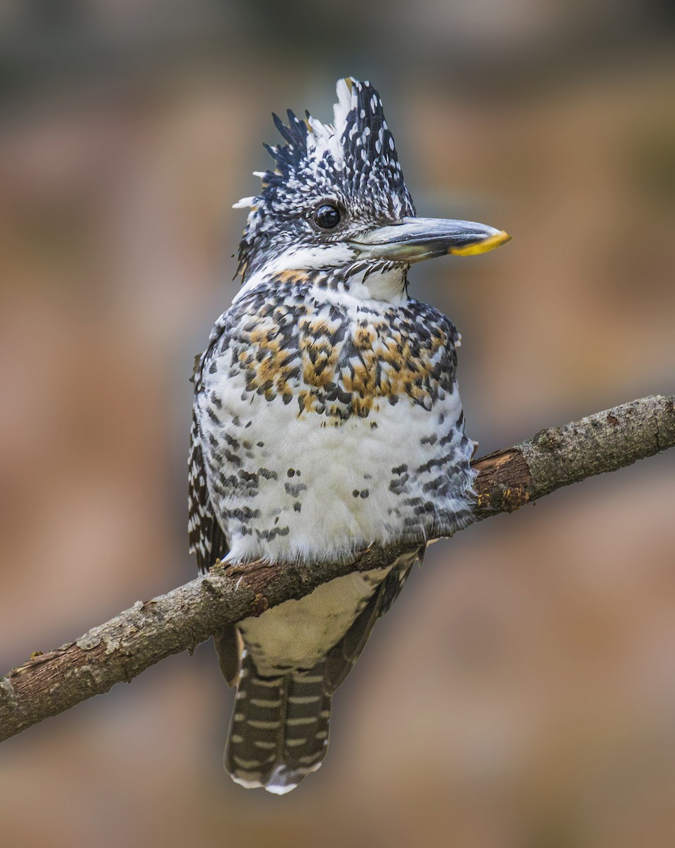 Crested Kingfisher - Waseem Bhat