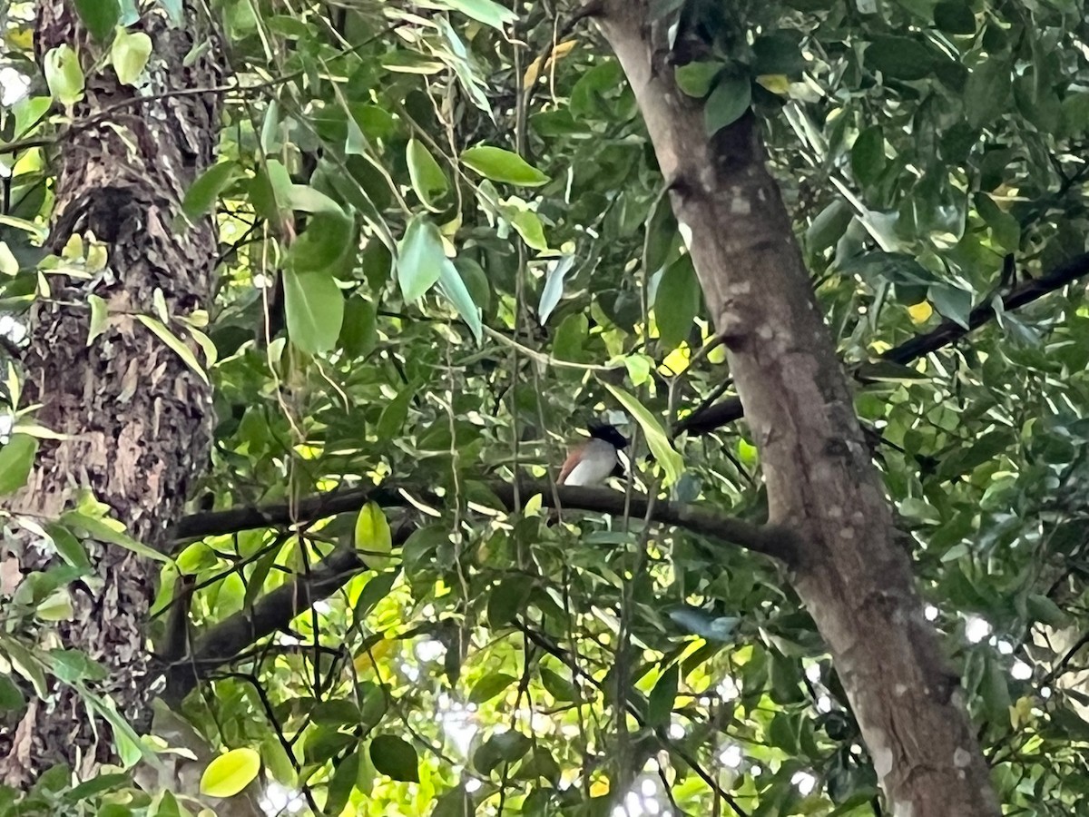 Indian Paradise-Flycatcher - Darius Lee