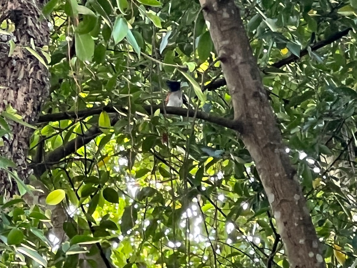 Indian Paradise-Flycatcher - ML504535801