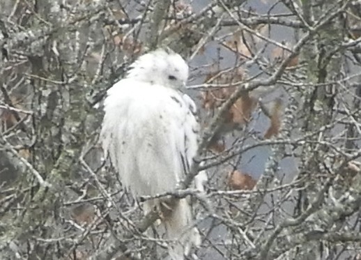 Buteo sp. - ML504536861