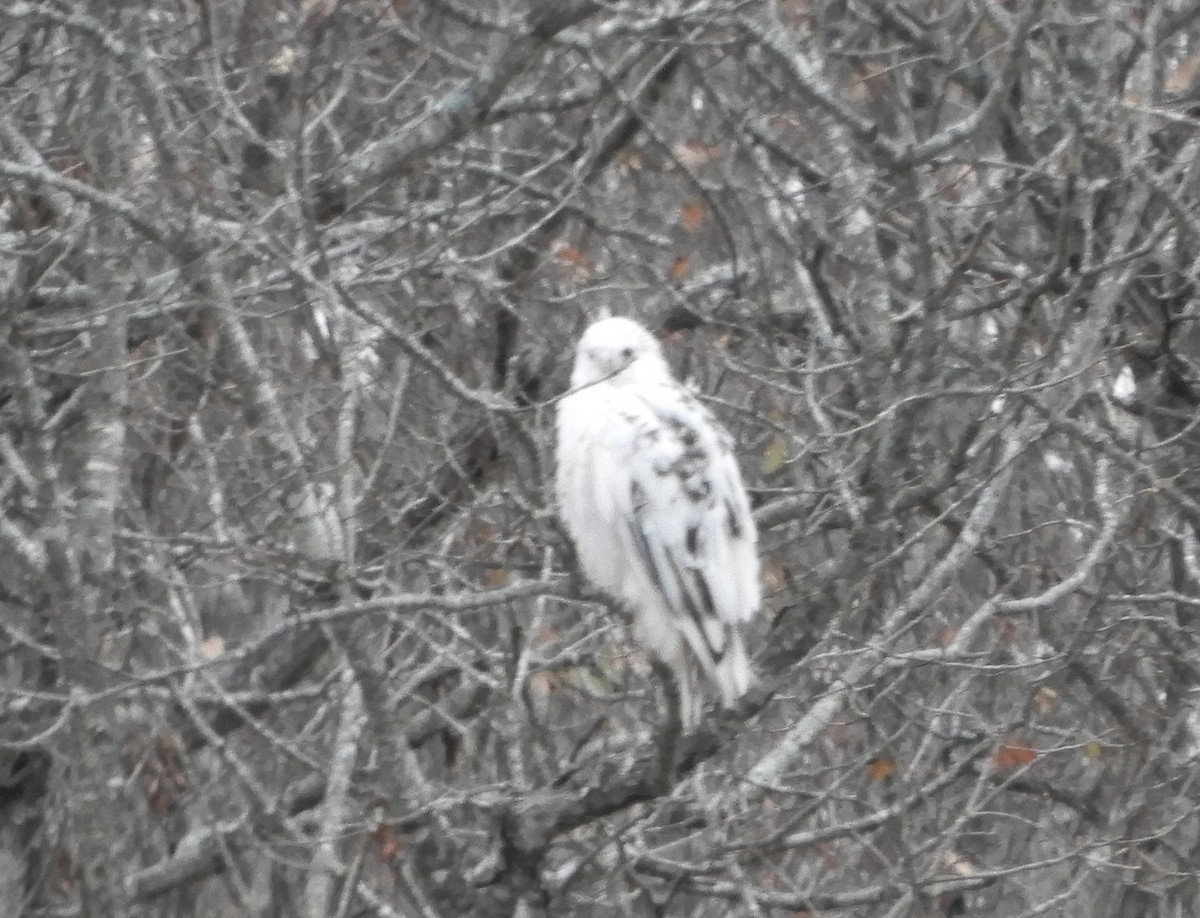 Buteo sp. - ML504536871