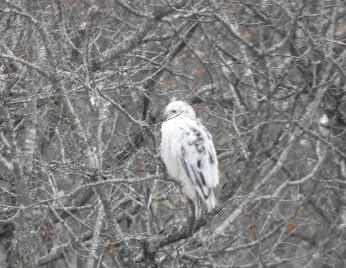 Buteo sp. - ML504536881