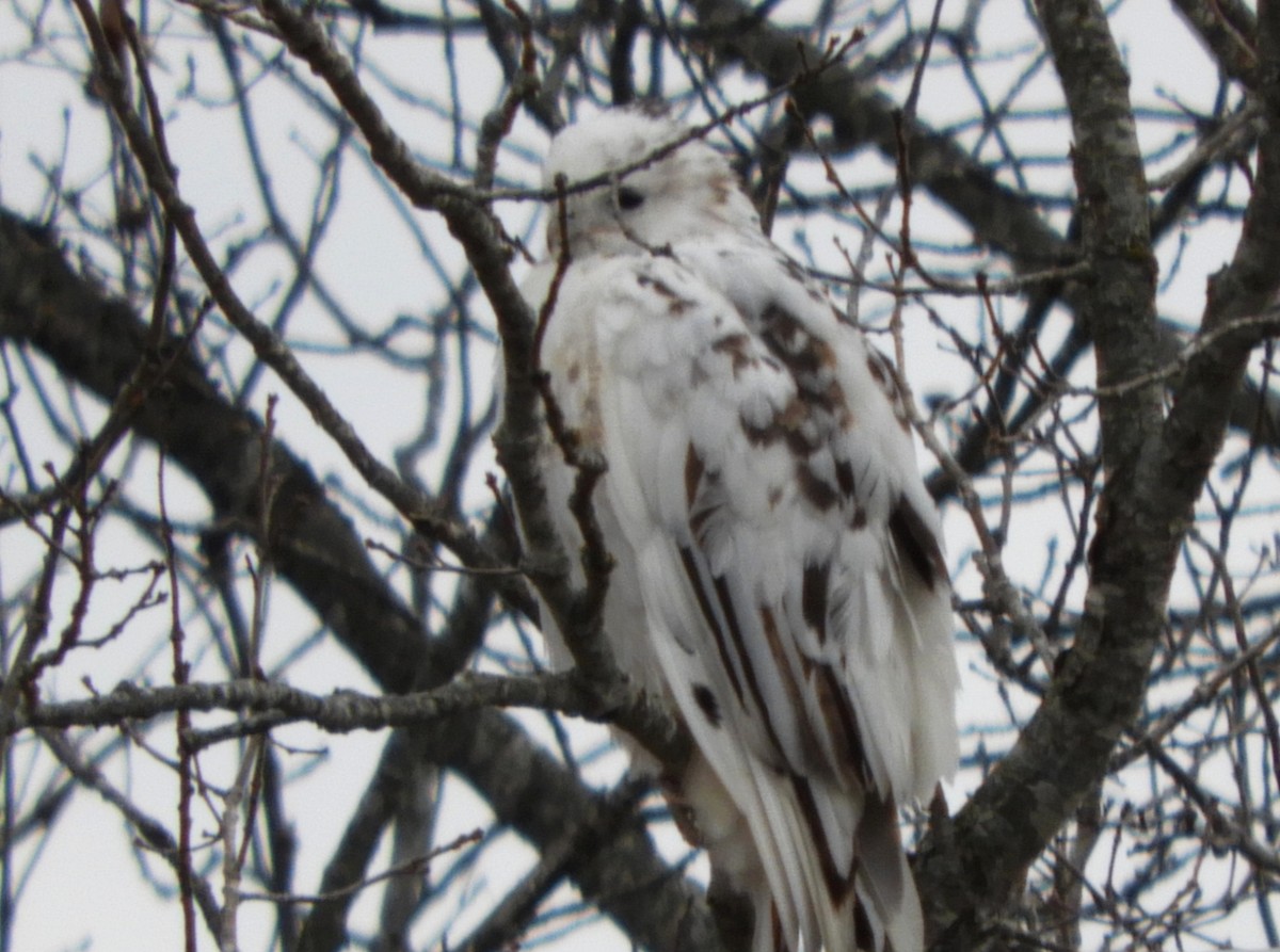 Buteo sp. - ML504536901