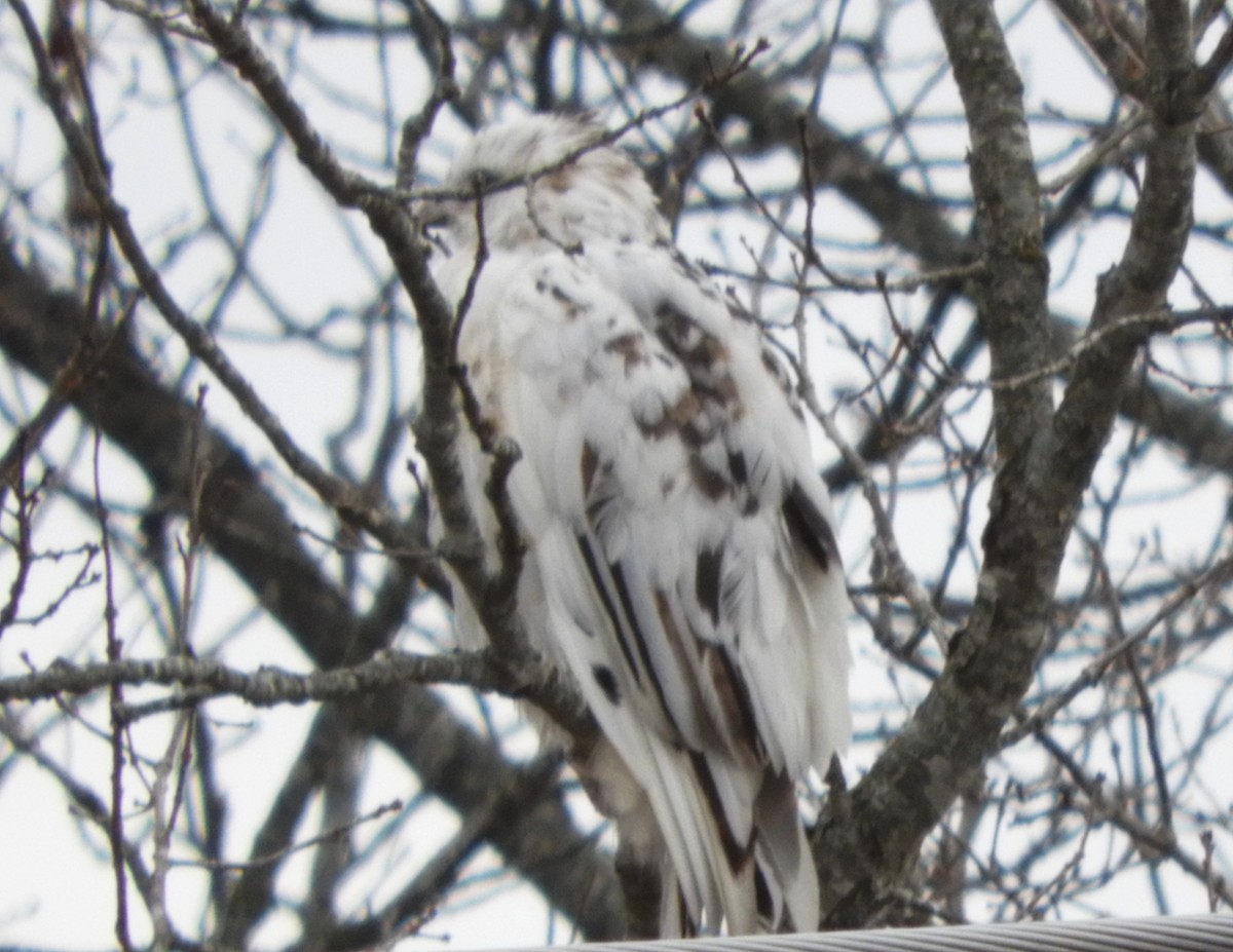 Buteo sp. - ML504536911