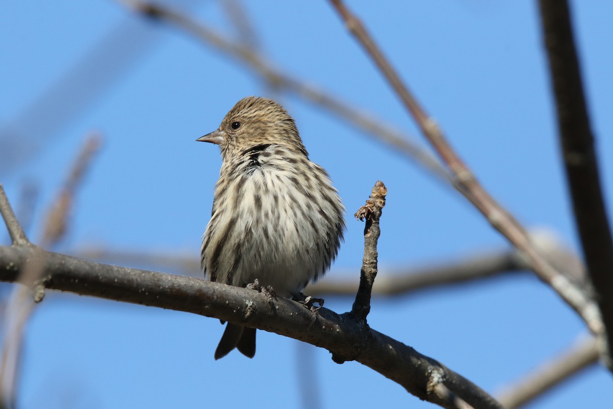 Pine Siskin - Brad Carlson