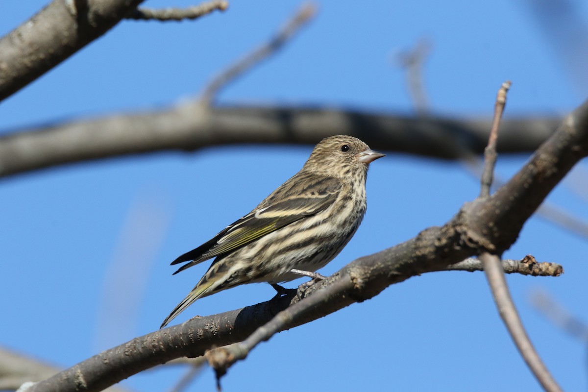 Pine Siskin - ML504537681