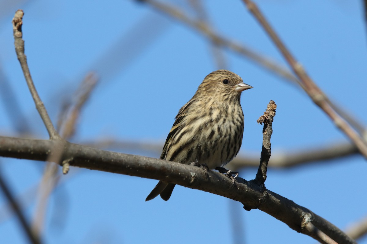 Pine Siskin - ML504537691