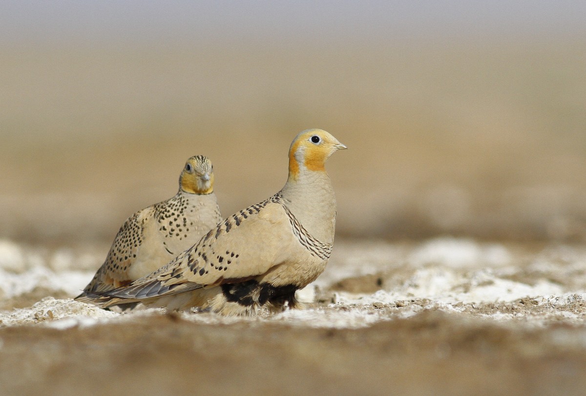 Pallas's Sandgrouse - ML504538971