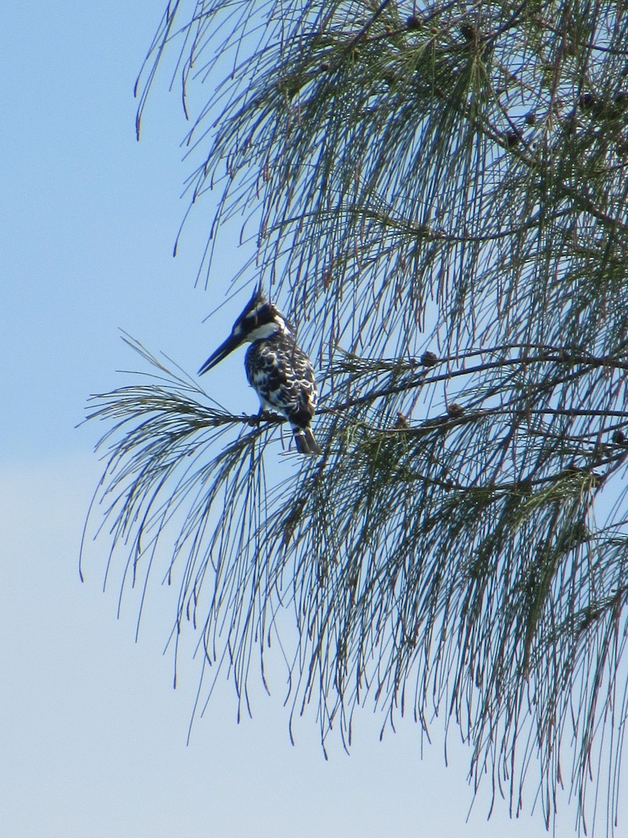 Pied Kingfisher - ML504539021