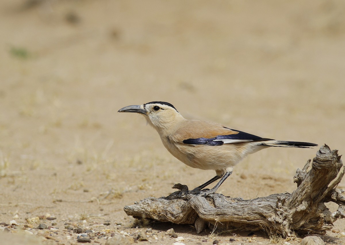 Mongolian Ground-Jay - ML504539281