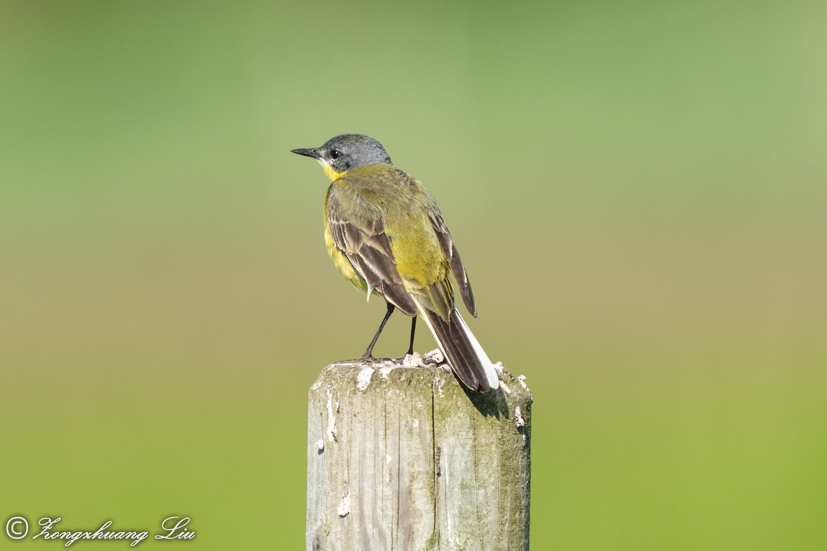 Western Yellow Wagtail (thunbergi) - ML504540031