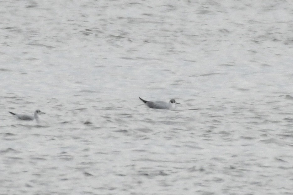 Bonaparte's Gull - ML504540431