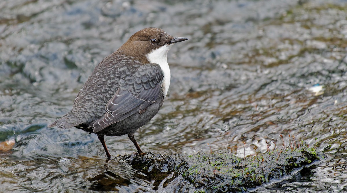 White-throated Dipper - Matti Rekilä