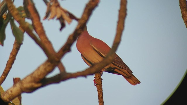 Pigeon rousset - ML504540951