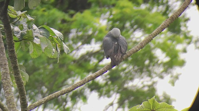 Plumbeous Kite - ML504541191