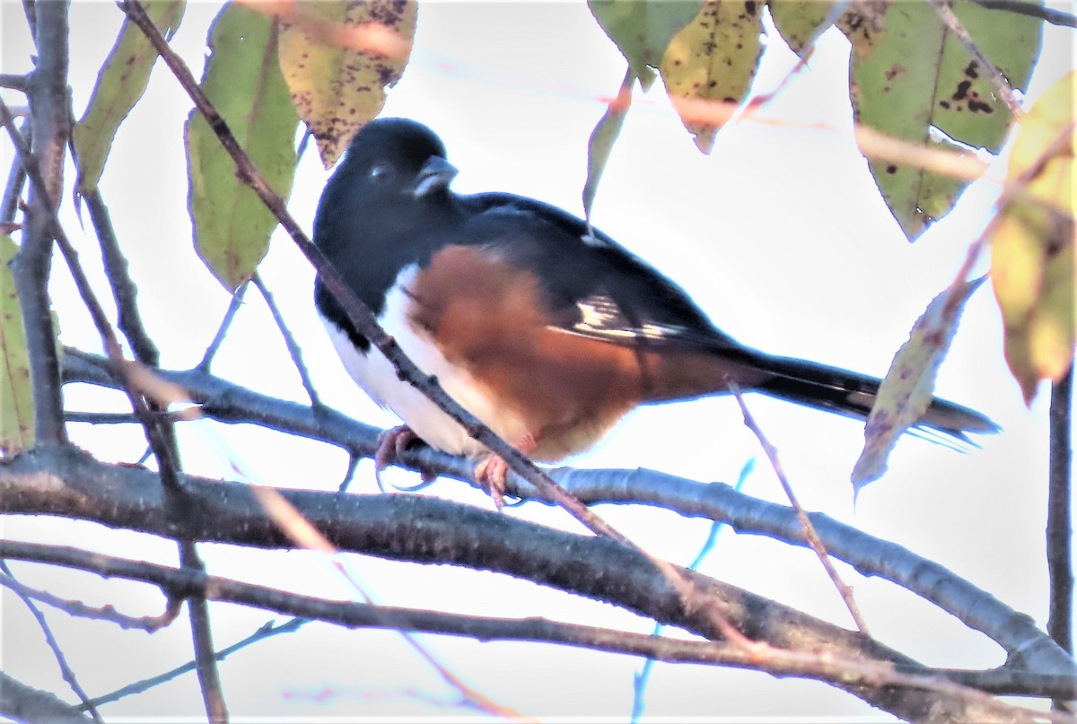 pipilo rudooký - ML504542101